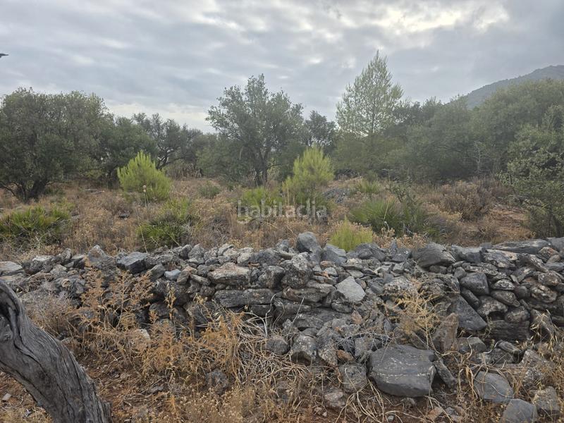 Foto 7f4eef97-7b27-4203-bb52-eda04292a16e. Finca rústica a Jardines de Alhaurín-Huerta Alta-Fuensanguínea Alhaurín de la Torre