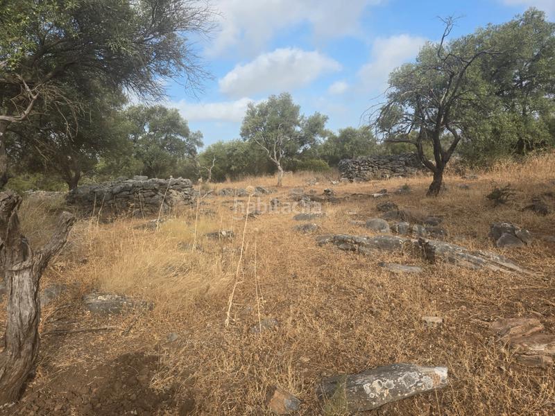 Foto 87871482-2cae-442d-be63-e5105c56c41e. Finca rústica a Jardines de Alhaurín-Huerta Alta-Fuensanguínea Alhaurín de la Torre