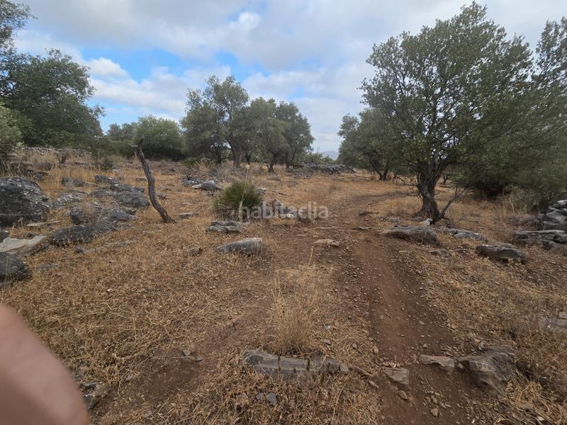 Foto c9d80b3a-5eeb-4920-b8bc-827134f30bd1. Finca rústica a Jardines de Alhaurín-Huerta Alta-Fuensanguínea Alhaurín de la Torre