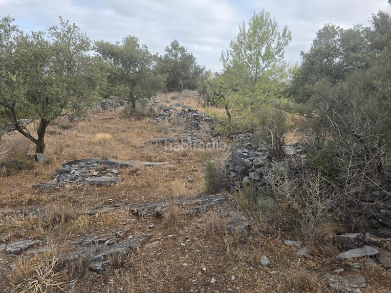 Foto e0d84a50-05bc-45d8-a6a6-5dd547a78e52. Finca rústica a Jardines de Alhaurín-Huerta Alta-Fuensanguínea Alhaurín de la Torre