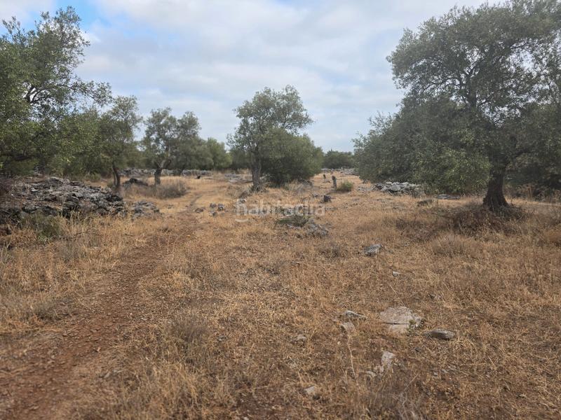 Foto fa5b7e4c-af71-4791-8483-ad441d127ce0. Finca rústica a Jardines de Alhaurín-Huerta Alta-Fuensanguínea Alhaurín de la Torre