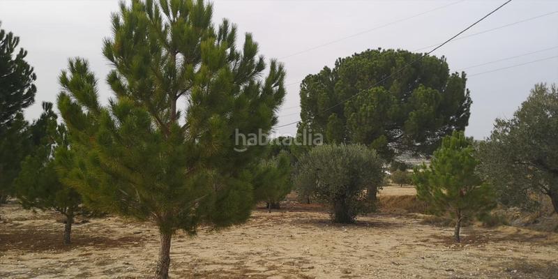 Foto 5d182881-93c2-475a-9a3d-590804f652bd. Fondo rustico in Las Tiesas in Las Tiesas Villena