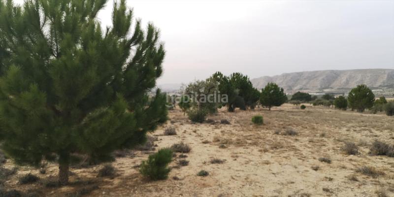 Foto 8b541735-4fcb-4ddc-9134-c30e1cdd1291. Fondo rustico in Las Tiesas in Las Tiesas Villena