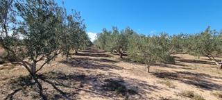 Finca rústica en Casinos. Parcela de olivos en regadio