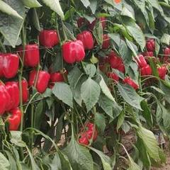 Finca rústica a Santo Domingo. Venta de invernadero de 5 hectáreas en  ejido.