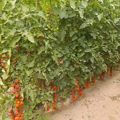 Finca rústica a Retamar. Venta de invernadero en la mejor zona nijar el 21.(nuevo).