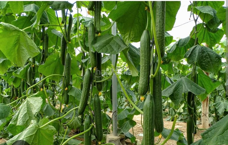 Foto 450fecd2-9123-4da5-8a6a-3f9973f0cc4b. Fondo rustico in calle prosperidad 83 in Balerma Ejido (El)