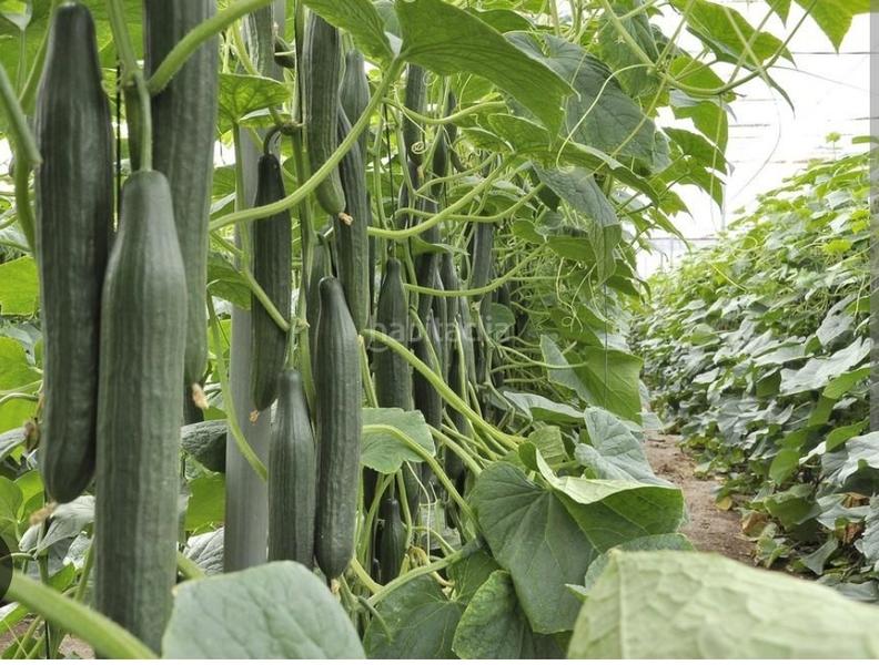 Foto 9c0f0969-81e5-4f45-928e-3cae5f539f32. Fondo rustico in carretera de guardias viejas 41 in Ejido (El)