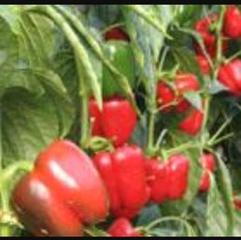 Finca rústica a Berja. Venta de invernadero de 10 hectáreas nuevo en berja .