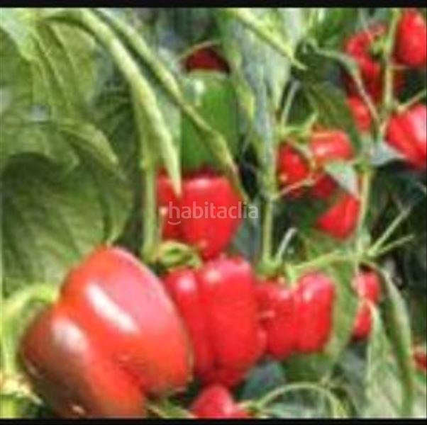 Foto e9b9f0fb-c2b6-454e-bc94-0f169eabf346. Propriété dans calle cortijo del jabonero 15 dans San Isidro - Campohermoso Níjar