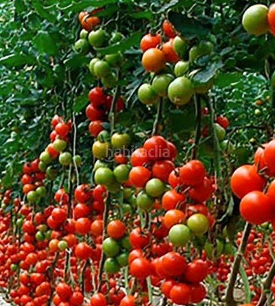 Foto a90160ef-8445-4db1-97bf-3c176fa6b2e6. Finca rústica a San Isidro - Campohermoso Níjar