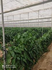 Finca rústica en La Cañada de San Urbano. Venta de invernadero por encima la autovia nijar