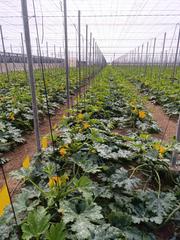 Finca rústica a Avenida las naciones 43. Venta de invernadero en ejido de 21000m plano nuevo con altura.