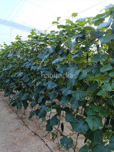 Foto 1ae75f1e-94a7-437f-9616-ae55ca66b9a2. Landgut in calle cortijo del jabonero 15 in San Isidro - Campohermoso Níjar