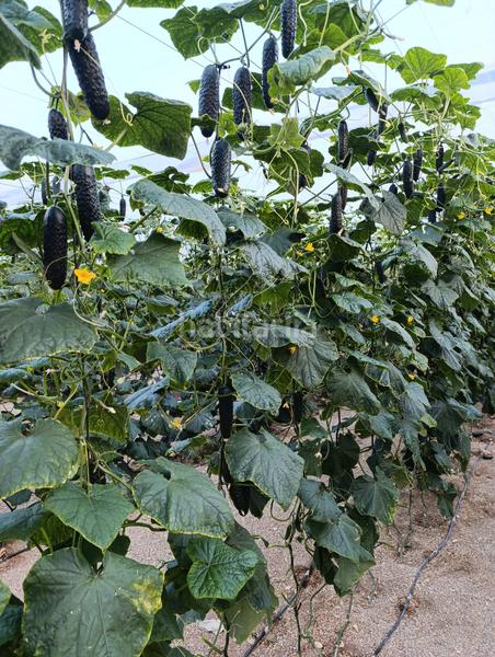 Foto b3ad882c-08fe-4bba-9a2b-600d4292ea5c. Landgut in calle cortijo del jabonero 15 in San Isidro - Campohermoso Níjar