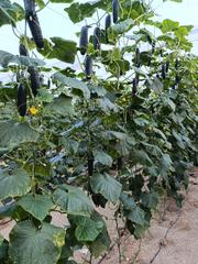 Finca rústica a Calle cortijo del jabonero 15. Venta de invernadero en una de las mejores zonas del níjar  (el