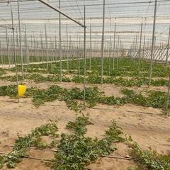 Finca rústica en Camino calesa 415. (gran oportunidad) venta de invernadero nuevo en venta pobre de