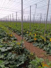 Finca rústica en Avenida las naciones 43. Venta de invernadero en ejido de 21000m
