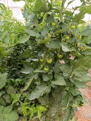 Finca rústica en N/a. (gran oportunidad) en nijar invernadero  de 2 hectáreas en balis