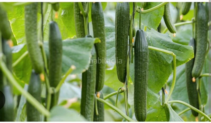 Foto 71d56012-5fb9-44c8-9c3c-d86365c2abdc. Fondo rustico in calle gaviota 1 in Almerimar Ejido (El)