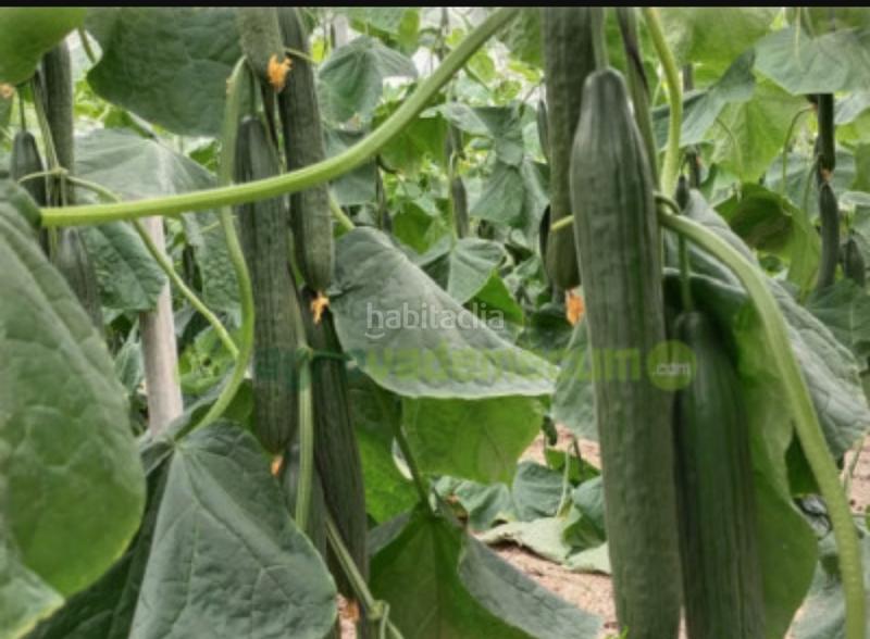 Foto 5e4f36c7-01cb-45a0-87c6-592591b2aa4a. Finca rústica a poligono sector r-8 59 a Balanegra