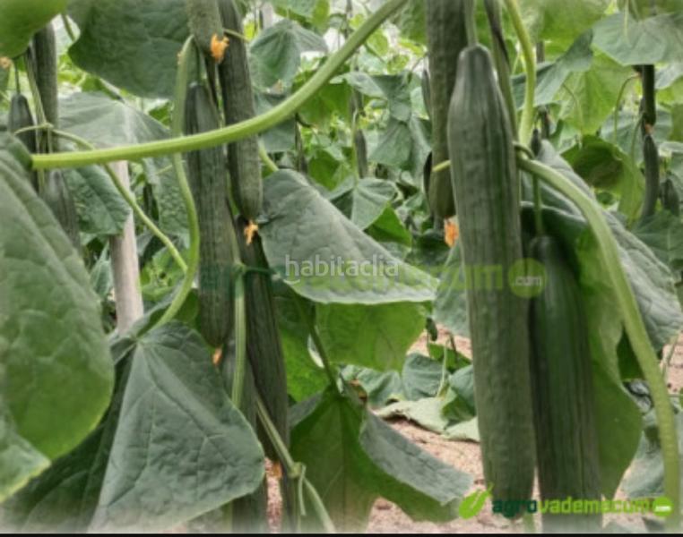 Foto 6b8f4ae0-ab96-49b0-9586-8f3198346443. Finca rústica a poligono sector r-8 59 a Balanegra