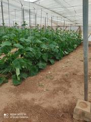 Rural plot in Ejido centro
