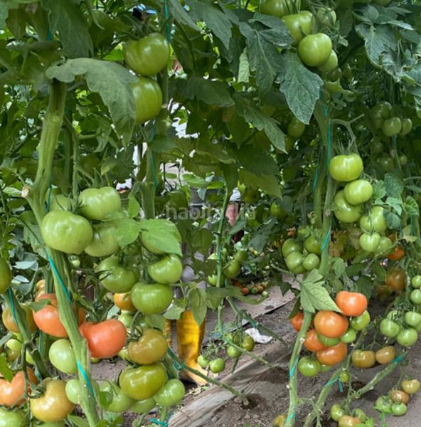 Foto 3262819f-da87-47f5-80f5-678bb5e80ee7. Finca rústica en calle mejorana 1 venta de invernadero de 5300m.plano. en Ejido (El)