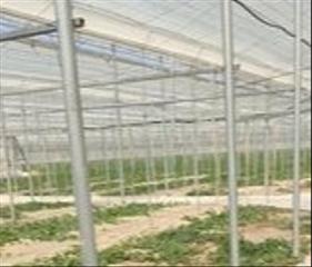 Finca rústica en Camino calesa 415. Venta de invernadero de 4 hectáreas  en la venta del pobre nuevo