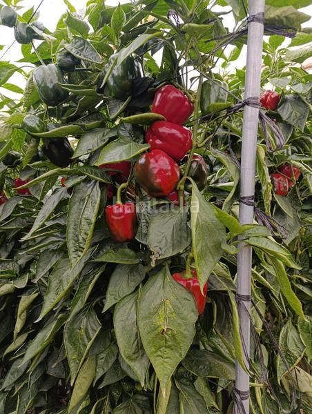 Foto c5c11692-2922-4b58-ae86-57c5aefd2426. Finca rústica a paraje la cumbre 35 a Almerimar Ejido (El)