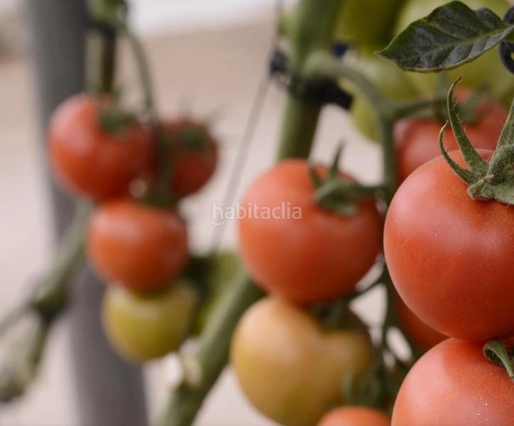 Foto 0772c8af-4c8c-4386-b7df-0ef403fb645a. Rural plot in calle julio césar 2 in San Isidro - Campohermoso Níjar