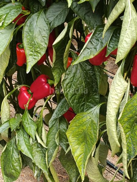 Foto 032e63fe-4cf9-4f33-8f27-461e283ac2f5. Finca rústica en calle engarpe 46d venta de invernadero de 10 hectáreas . en Berja