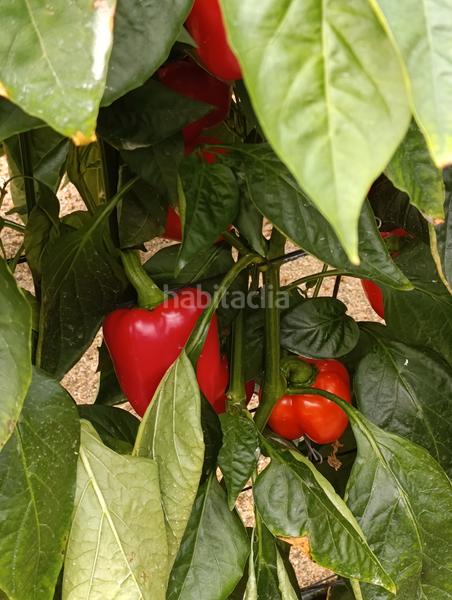 Foto d104986b-9eac-4943-8ca4-cd36a6baf71a. Finca rústica en calle engarpe 46d venta de invernadero de 10 hectáreas . en Berja