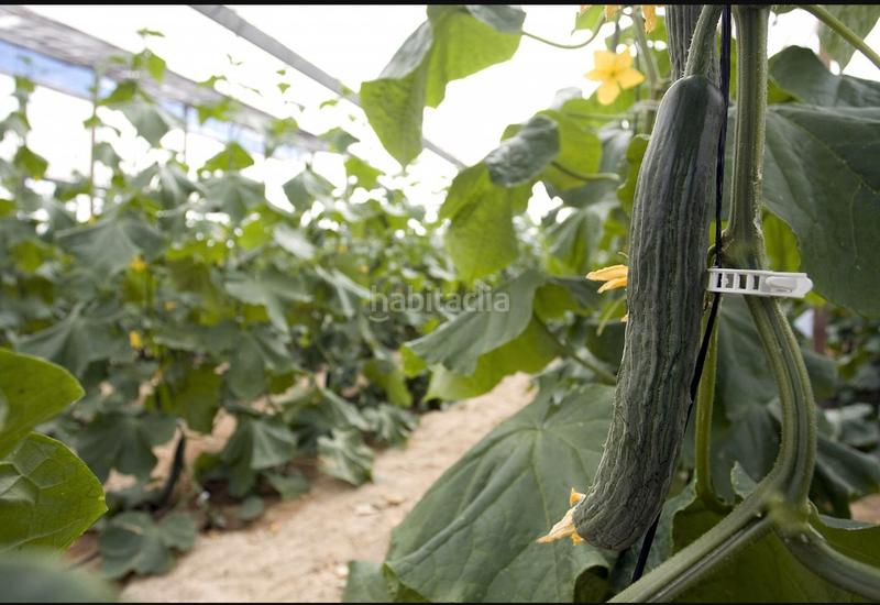 Foto b6ecd24c-e075-4aee-be38-163f8c1204c5. Fondo rustico in n/a in Nijar Pueblo Níjar