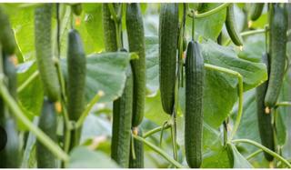 Finca rústica a Calle cortijo del jabonero 15. Venta de invernadero  de 25.000m. en el jabonero.