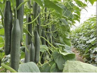 Rural plot  N/a. (con la cosecha) venta de invernadero en balisa de 25000m.