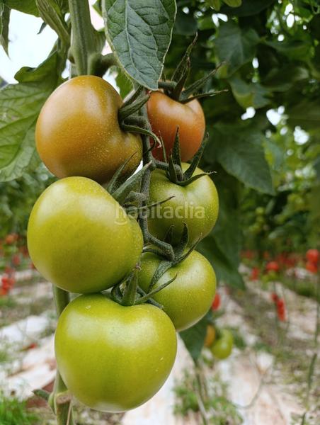 Foto a1bc9e2a-c3b2-4fe9-ab1e-8730993fb803. Finca rústica a n/a a San José Níjar