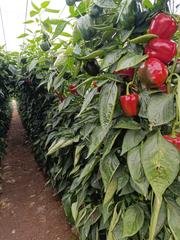 Finca rústica  Paraje tarambana 3. Venta de invernadero en tarambana de 8000m .plano a 50eur.