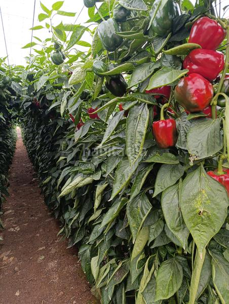 Foto 4811da11-3f8d-4b41-97fa-1c10b86285e5. Propriété dans camino calesa 8 dans San Isidro - Campohermoso Níjar