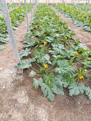 Rural plot  Paraje la cumbre 35. Venta de invernadero de 32000m en tierras de almería, se da con