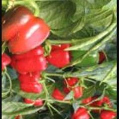 Fondo rustico in Calle julio césar 2. Venta de invernadero de 10 hectares por de bajo balisa (para cua