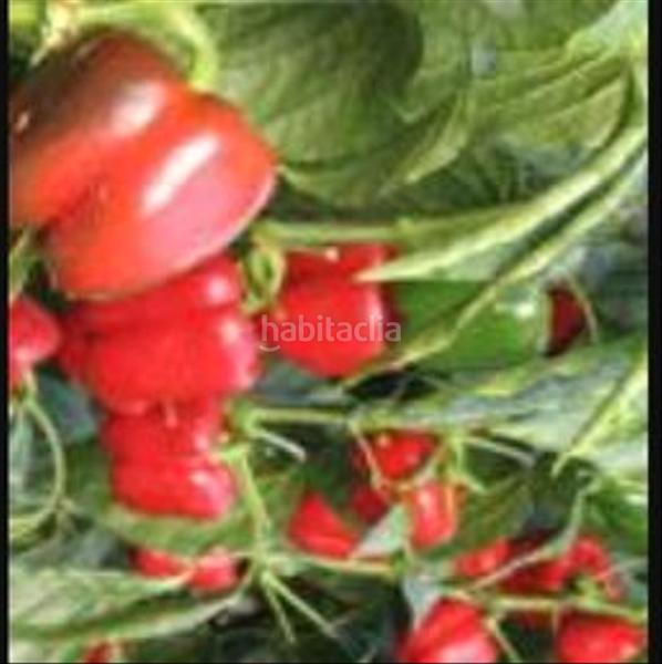 Foto d5fbae53-eb1b-49ed-a6cc-b533d59e10f3. Fondo rustico in calle julio césar 2 in San Isidro - Campohermoso Níjar