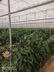 Finca rústica a Carboneras