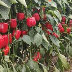 Landgut in Calle águila 7. Venta de invernadero en santa maria del aguila plano de 8000m a