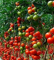 Finca rústica a N/a. Venta de invernadero por la zona de balisa de 2 hectareas a 24 e