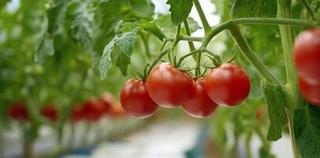 Finca rústica a N/a. Venta de invernadero de 2 hectareas los tritanes nijar.