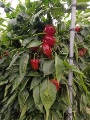 Landgut in Avenida el treinta 163. Venta de invernadero en ejido de 11000m.