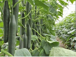 Finca rústica a Paraje la Cumbre 35