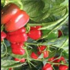 Finca rústica  N/a. Venta de invernadero de 10 hectareas  nuevo en ecologico .