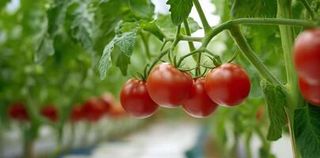 Finca rústica  Callejón de la semilla 3. Venta de invernadero de 10 hectareas en ecologico por la zona de